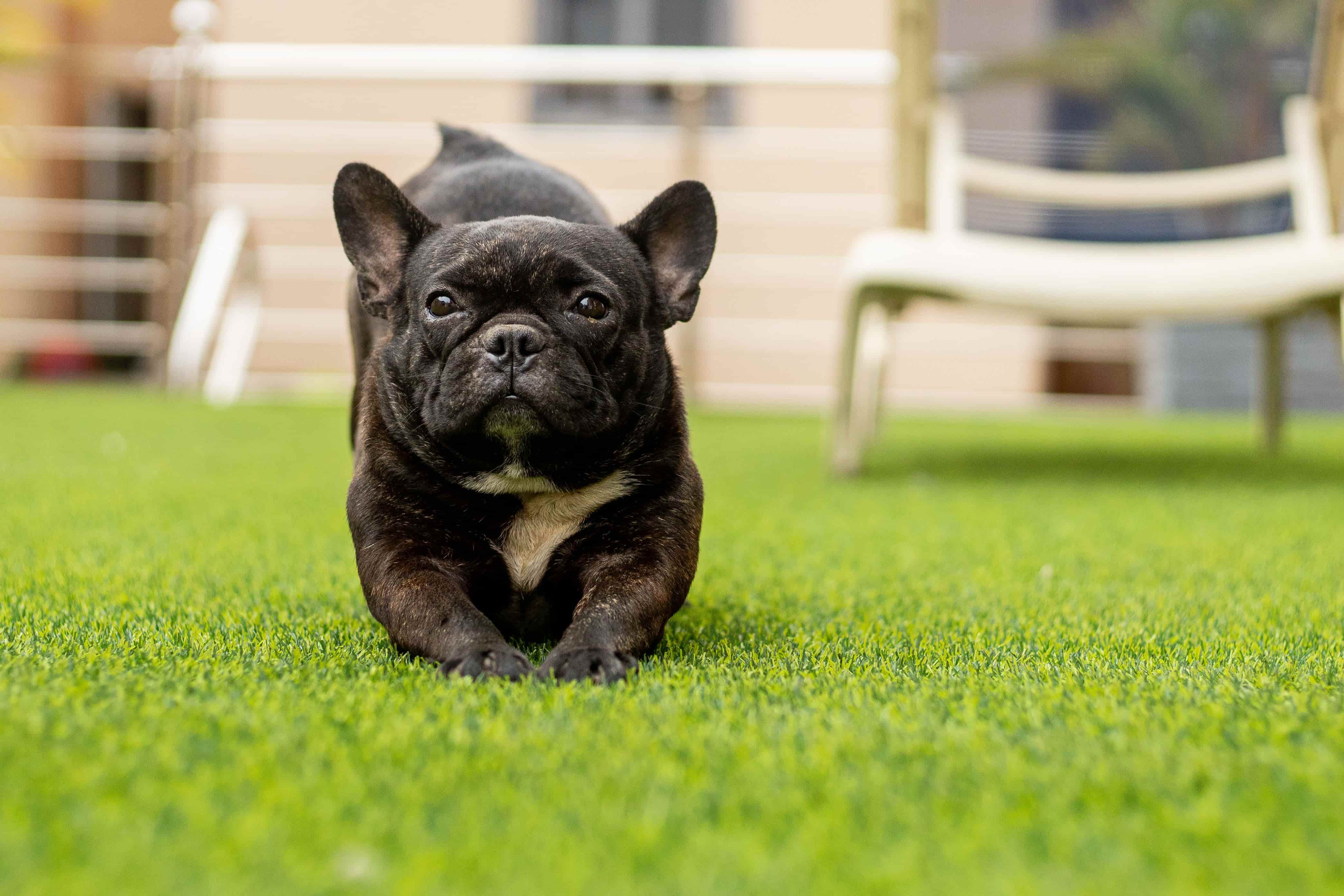 Artificial turf for dogs installation in Orlando